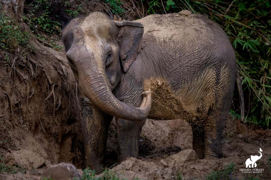Phuket: Hidden Forest Elephant Reserve with Meal & Transfer - How the day starts: pickup, intro video, and meeting the elephants