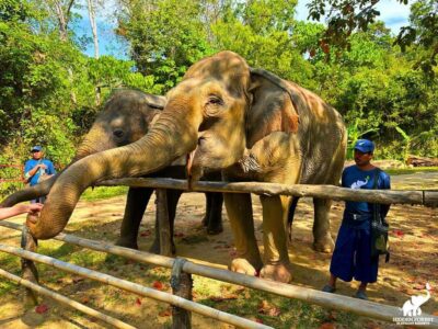 Phuket: Hidden Forest Elephant Reserve with Meal & Transfer - The ethical rules that shape the whole experience (no touch, no riding, no bathing)