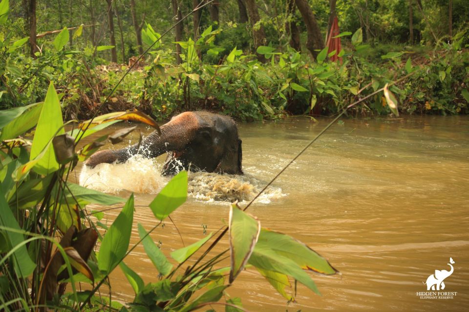 Phuket: Hidden Forest Elephant Reserve with Meal & Transfer - The forest walk and bamboo observation huts: elephants keep the schedule