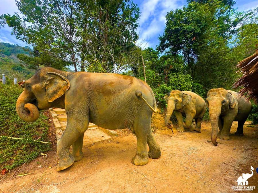 Phuket: Hidden Forest Elephant Reserve with Meal & Transfer - The pond and muddy wallows: watch, wait, and let the mud do its job