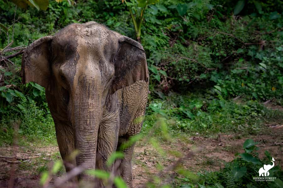 Phuket: Hidden Forest Elephant Reserve with Meal & Transfer - Vegetarian meal with local ingredients: a real break, not just included food
