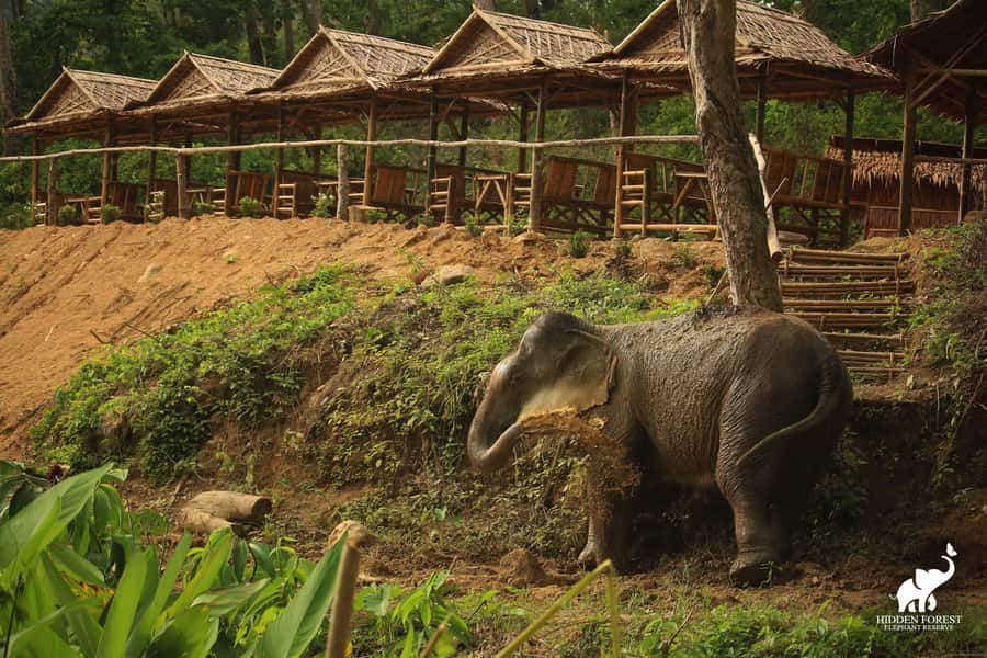 Phuket: Hidden Forest Elephant Reserve with Meal & Transfer - Transfers and timing: how the 3-hour experience actually feels