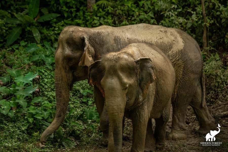 Phuket: Hidden Forest Elephant Reserve with Meal & Transfer - Who should book this (and who should skip it)