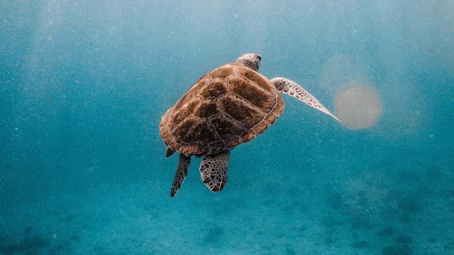 Phuket/Khao Lak: Similan Islands Luxury Catamaran Experience - Photographer Service: How to Get Photos You’ll Actually Use