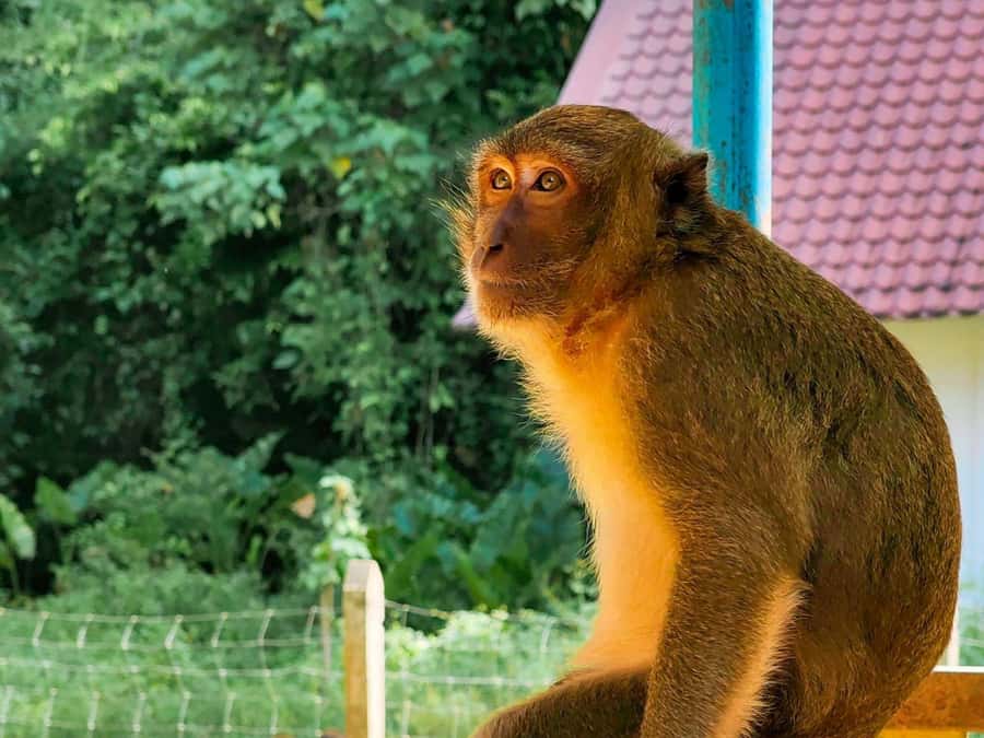 Phuket: Khao Sok and Cheow Lan Lake Tour with Lunch - Lunch on a floating raft house, then swimming and canoeing