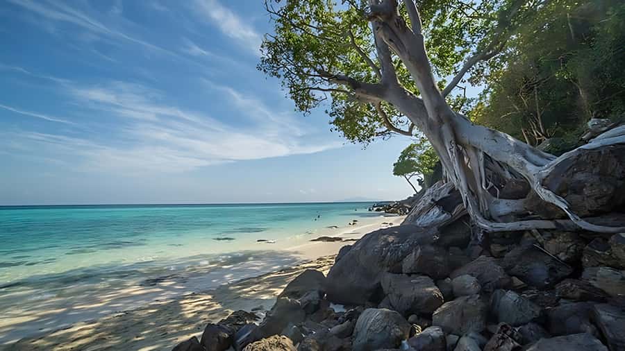 Phuket; Phi Phi, Maya Bay, Bamboo or Khai Island Speedboat - Phi Phi Don lunch break: where the day resets