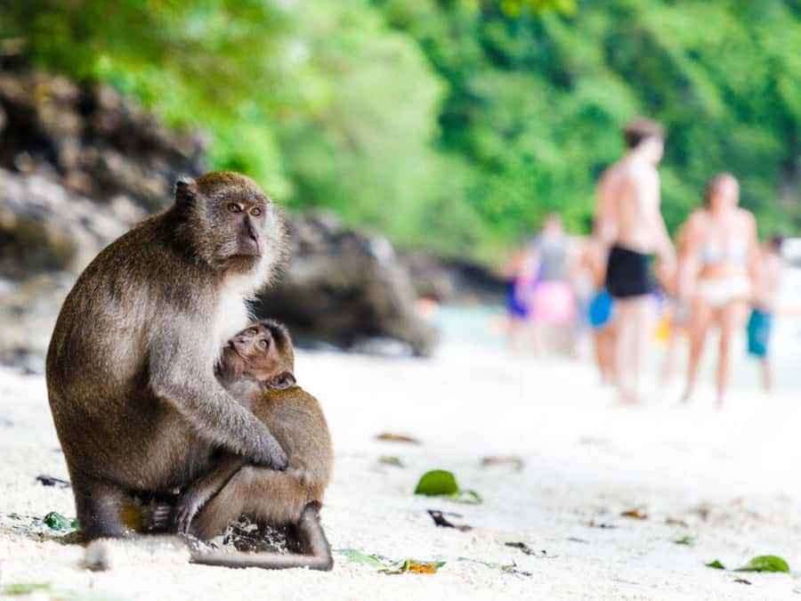 Phuket; Phi Phi, Maya Bay, Bamboo or Khai Island Speedboat - Pileh Lagoon snorkeling and Loh Samah Bay viewpoints