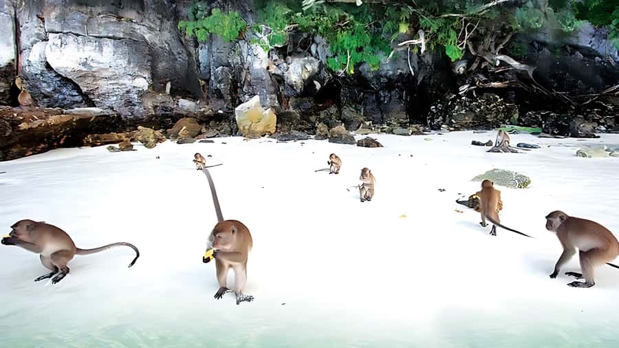 Phuket; Phi Phi, Maya Bay, Bamboo or Khai Island Speedboat - Rang Island wind-down: a calmer finish before the ride back
