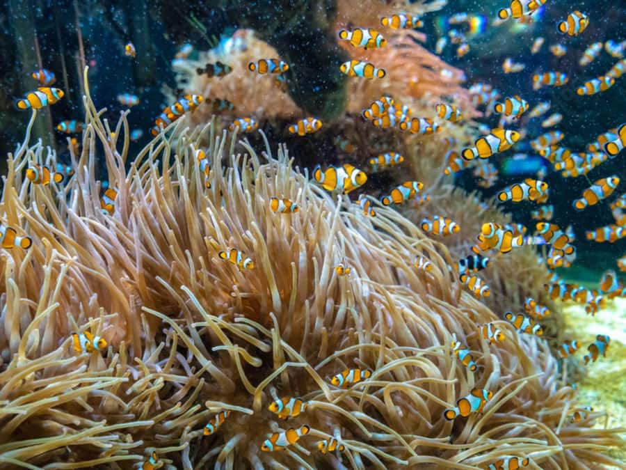 Phuket: Phi Phi, Maya, Khai or Maiton or Bamboo Island Tour - Phuket to Phi Phi: why this day feels like the real deal