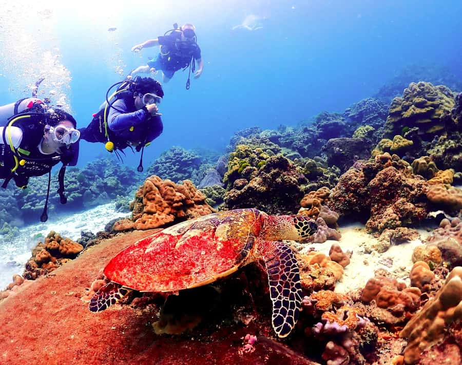 Phuket: Scuba Diving Maithon Or Racha Islands For All Levels - Key highlights worth your attention