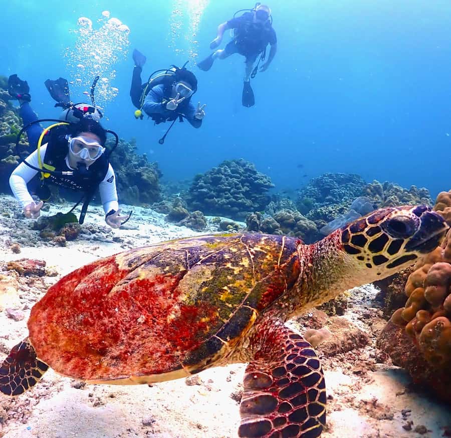 Phuket: Scuba Diving Maithon Or Racha Islands For All Levels - Why Racha and Maiton matter for your underwater time