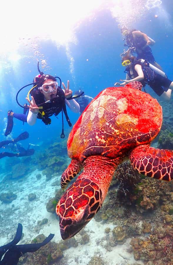 Phuket: Scuba Diving Maithon Or Racha Islands For All Levels - Your day on the water: pickup, pier briefing, and island hop flow