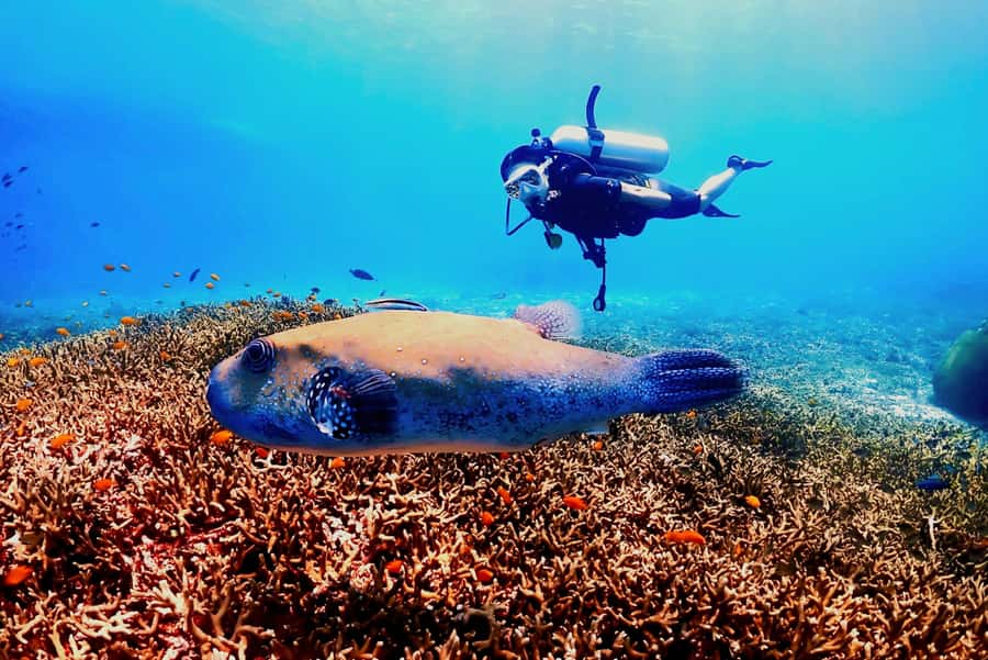 Phuket: Scuba Diving Maithon Or Racha Islands For All Levels - Gear prep tips that keep the day smooth