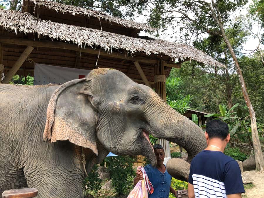 Phuket: White Water Rafting, Zipline, and Elephant Sanctuary - Who this tour suits (and who might rethink it)