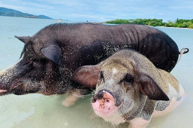 Pig Island Snorkeling & Sightseeing Tour By Speedboat From Koh Samui - A Fast Speedboat Day To Pig Island and Koh Taen