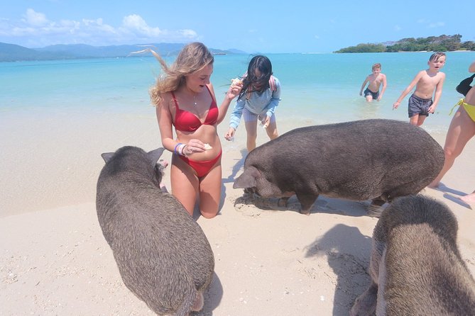 Pig Island Snorkeling & Sightseeing Tour By Speedboat From Koh Samui - Getting There: Pickup Time, Meeting Point, and Timing Reality