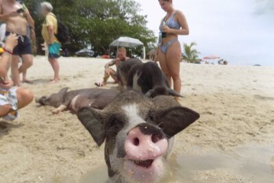 Pig Island Snorkeling & Sightseeing Tour By Speedboat From Koh Samui - Price and Value: What $47.62 Really Buys