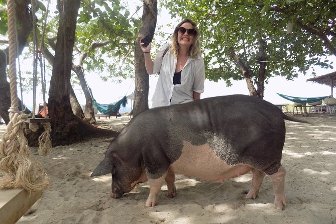 Pig Island Snorkeling & Sightseeing Tour By Speedboat From Koh Samui - Stop 2: Pig Island (Koh Madsum) for Pigs, Sand, and Photos (4 Hours)