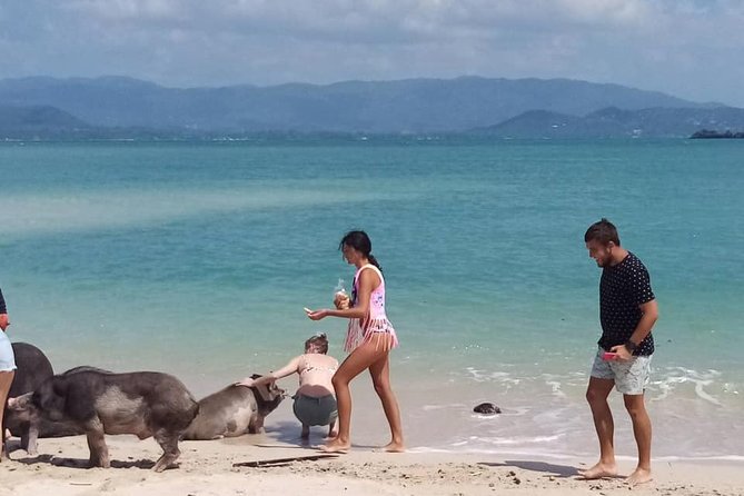 Pig Island Snorkeling & Sightseeing Tour By Speedboat From Koh Samui - Snorkeling Quality: When It’s Great and When It’s Not