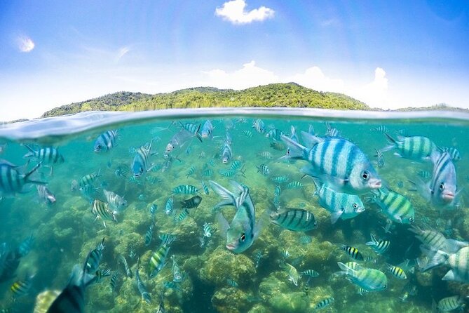 Pig Island Tour by Speedboat with Snorkeling - Guides, Group Size, and the Vibe on the Day