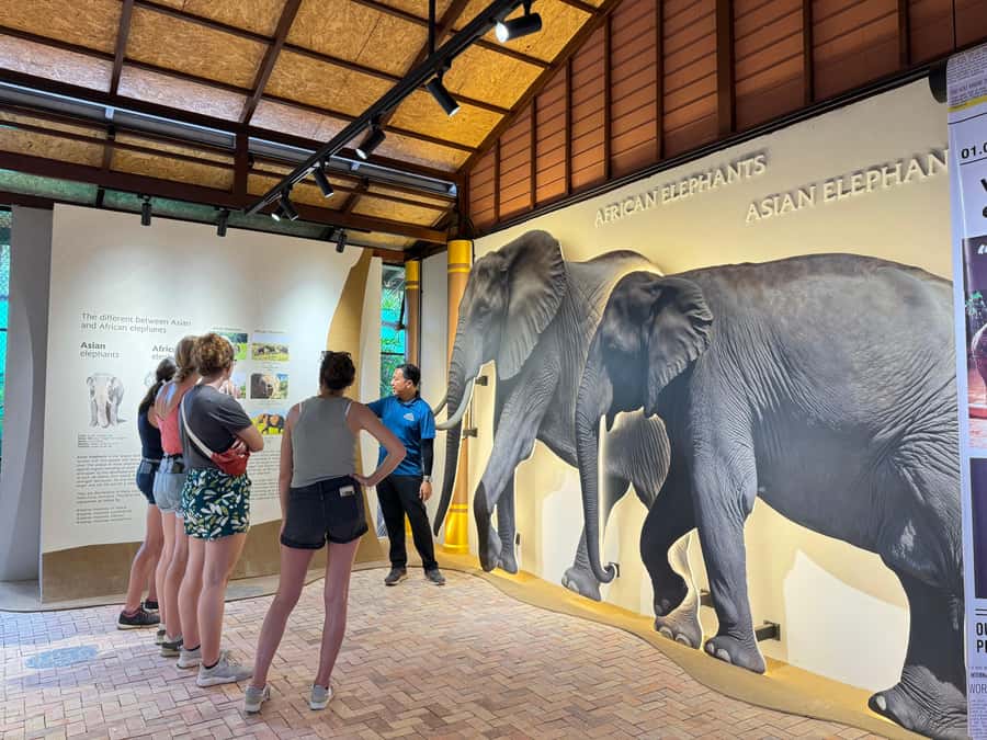 Samui:Elephant Jungle experience & The First Elephant Museum - Key things I noticed that matter