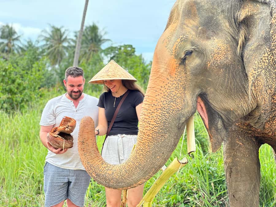 Samui:Elephant Jungle experience & The First Elephant Museum - The jungle walk: watching elephants forage at a respectful distance
