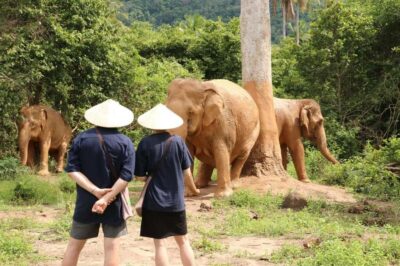 Samui:Elephant Jungle experience & The First Elephant Museum - Inside Samui’s Elephant Museum: Thai elephant heritage without the noise