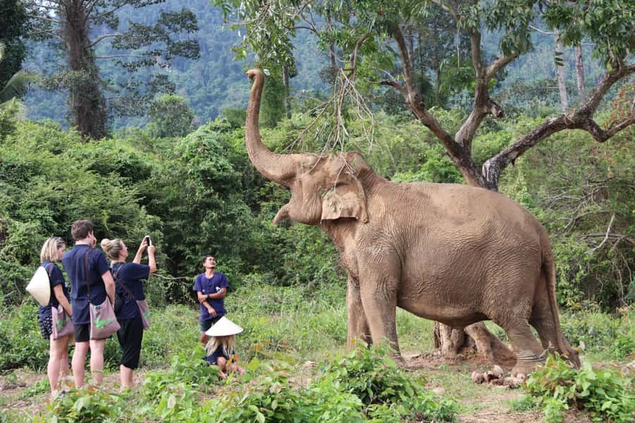 Samui:Elephant Jungle experience & The First Elephant Museum - Cooling down after the jungle walk: shade, water, calm routine