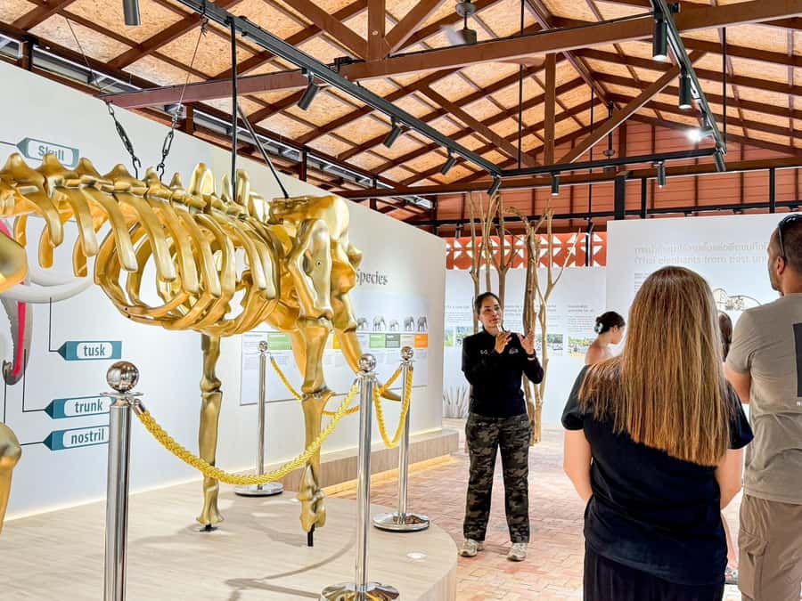 Samui:Elephant Jungle experience & The First Elephant Museum - Price and value: is $64 for 3 hours worth it?