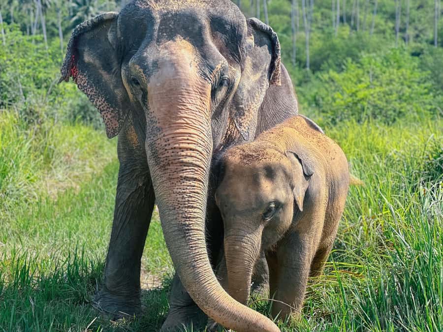 Samui:Elephant Jungle experience & The First Elephant Museum - What to expect in practice: timing, pace, and small realities