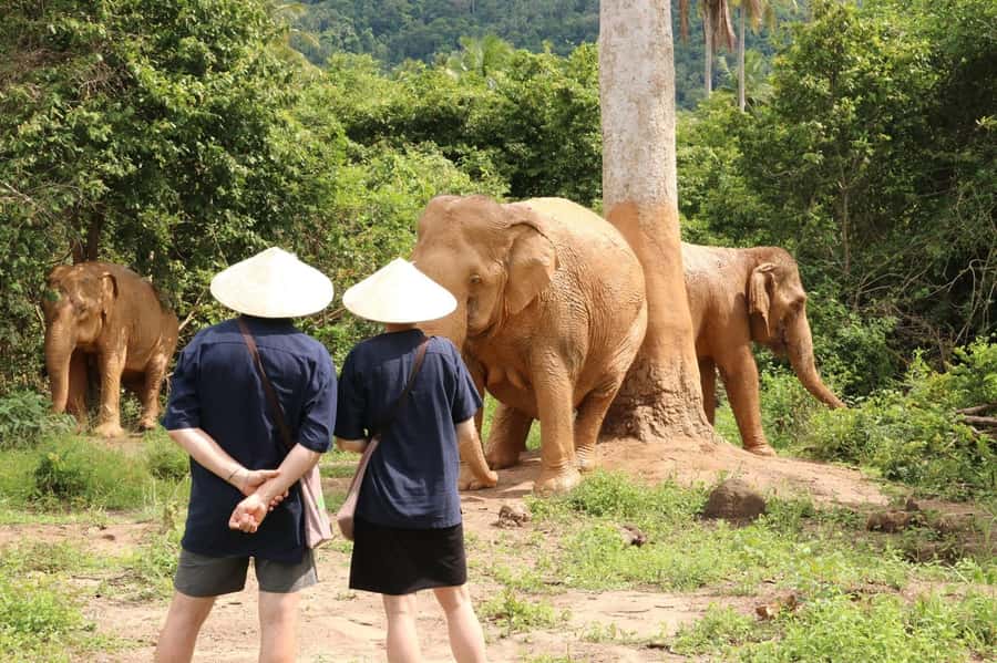 Samui:Elephant Jungle experience & The First Elephant Museum - Inside Samui’s Elephant Museum: Thai elephant heritage without the noise