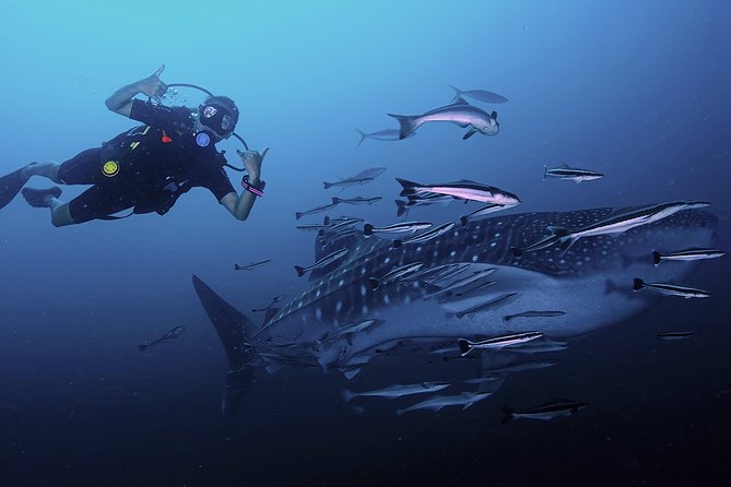 Scuba Dive in Koh Lanta, Thailand - Quick highlights that matter