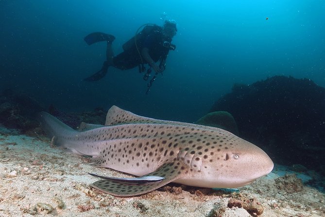 Scuba Dive in Koh Lanta, Thailand - A 1-day plan that starts early and moves efficiently