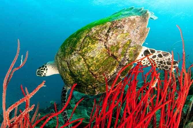 Scuba Diving Day Trip at Koh Chang – 2 Dives - FAQ