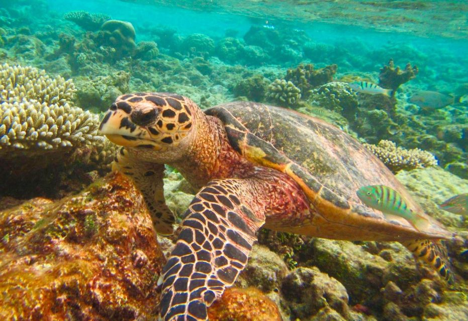 Similan Islands Early-Bird Tour From Phuket and Khao Lak! - What’s included: value you can feel all day