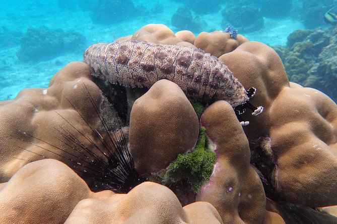 Snorkel Adventure Sea Tour to Koh Rok and Koh Haa from Koh Lanta - Koh Haa snorkeling: what you’re actually aiming to see