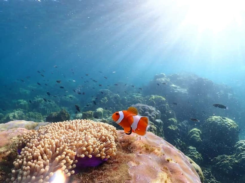 Snorkel & Chill: Nemo Island Trip from Pattaya - Price and value: why $41 can feel like a steal or just fair