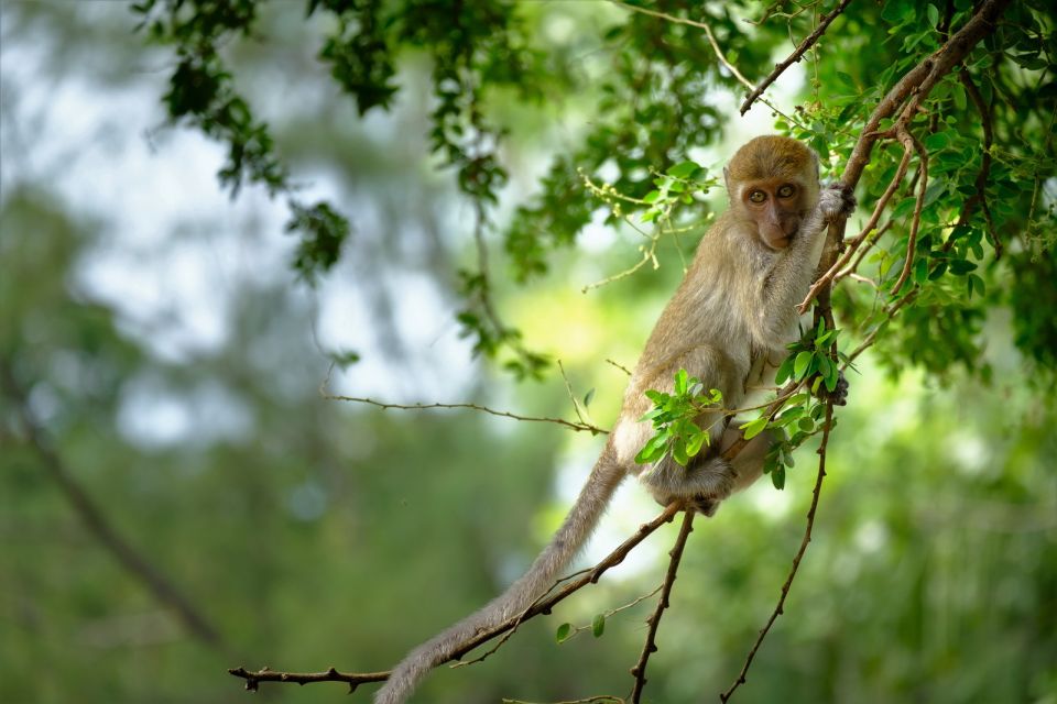 Sok River: Bamboo Raft Ride, Monkey Temple & View Point Tour - Monkey temple in a cave: how to enjoy it (and stay respectful)