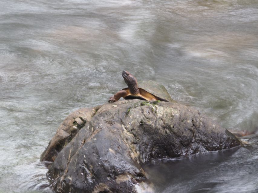 Sok River: Bamboo Raft Ride, Monkey Temple & View Point Tour - Price and value: is $61 fair for a 4-hour mix?