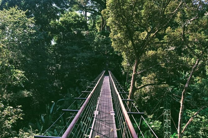 World B+ (Zipline 18 Platforms + Roller + Sky Walk with World Set Menu ) - The Jungle Roller Coaster Zipline (800m): Speed, Curves, and No Straight Lines